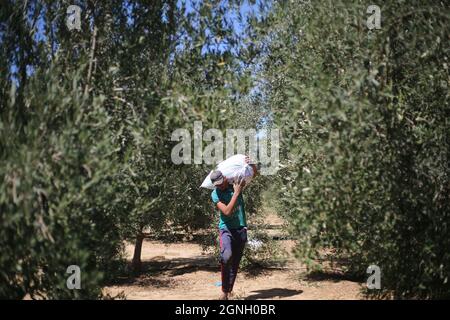 Nuseirat, la bande de Gaza, Palestine. 25 septembre 2021. Un agriculteur palestinien récolte de l'olive dans le camp de réfugiés de Nuseirat, au milieu de la bande de Gaza (image de crédit : © Mahmoud Khatab/Quds Net News via ZUMA Press Wire) Banque D'Images