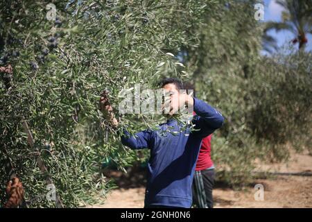 Nuseirat, la bande de Gaza, Palestine. 25 septembre 2021. Un agriculteur palestinien récolte de l'olive dans le camp de réfugiés de Nuseirat, au milieu de la bande de Gaza (image de crédit : © Mahmoud Khatab/Quds Net News via ZUMA Press Wire) Banque D'Images