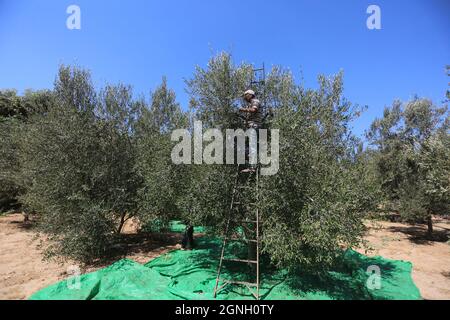Nuseirat, la bande de Gaza, Palestine. 25 septembre 2021. Un agriculteur palestinien récolte de l'olive dans le camp de réfugiés de Nuseirat, au milieu de la bande de Gaza (image de crédit : © Mahmoud Khatab/Quds Net News via ZUMA Press Wire) Banque D'Images