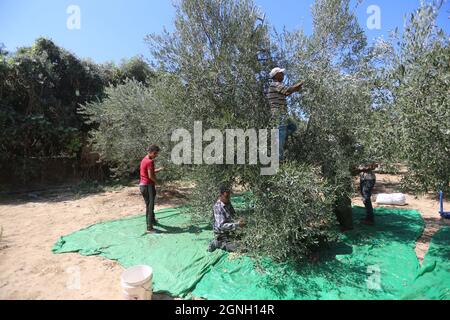 Nuseirat, la bande de Gaza, Palestine. 25 septembre 2021. Un agriculteur palestinien récolte de l'olive dans le camp de réfugiés de Nuseirat, au milieu de la bande de Gaza (image de crédit : © Mahmoud Khatab/Quds Net News via ZUMA Press Wire) Banque D'Images