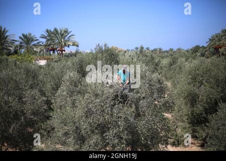 Nuseirat, la bande de Gaza, Palestine. 25 septembre 2021. Un agriculteur palestinien récolte de l'olive dans le camp de réfugiés de Nuseirat, au milieu de la bande de Gaza (image de crédit : © Mahmoud Khatab/Quds Net News via ZUMA Press Wire) Banque D'Images
