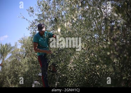 Nuseirat, la bande de Gaza, Palestine. 25 septembre 2021. Un agriculteur palestinien récolte de l'olive dans le camp de réfugiés de Nuseirat, au milieu de la bande de Gaza (image de crédit : © Mahmoud Khatab/Quds Net News via ZUMA Press Wire) Banque D'Images