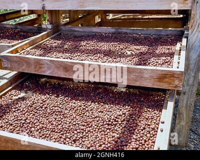 Les cerises de café sont naturellement séchées au soleil. Pour que le vent et le soleil puissent sécher les cerises tout autour, ils ne doivent pas être empilés. Vous avez donc besoin Banque D'Images