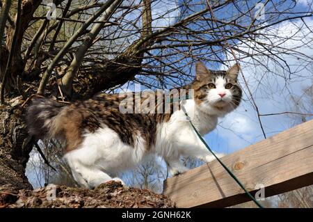 Beau chat Kurilian Bobtail promenades au printemps dans le parc sur une laisse. Garde d'animaux sur un arbre, closeup portrait. Fluffy cat bicolor tabby. Banque D'Images