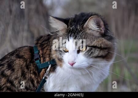 Beau chat Kurilian Bobtail promenades au printemps dans le parc sur une laisse. Garde d'animaux sur un arbre, closeup portrait. Fluffy cat bicolor tabby. Banque D'Images