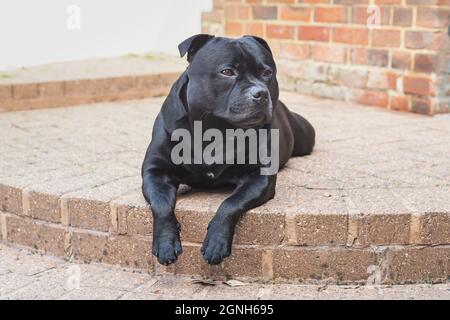 Chien noir bringé Staffordshire Bull Terrier couché sur des marches de briques à l'extérieur. Il a l'air détendu et beau Banque D'Images