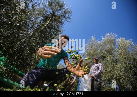 Gaza, Palestine. 25 septembre 2021. Un agriculteur palestinien purifie les olives après les avoir récoltées dans la ville d'Al-Zawaideh, dans le centre de la bande de Gaza. Les agriculteurs palestiniens ont commencé à récolter des olives au début de la saison pour produire de l'huile d'olive et à exporter vers Israël et d'autres pays. L'huile d'olive palestinienne est considérée comme l'une des meilleures sortes partout dans le monde. Crédit : SOPA Images Limited/Alamy Live News Banque D'Images