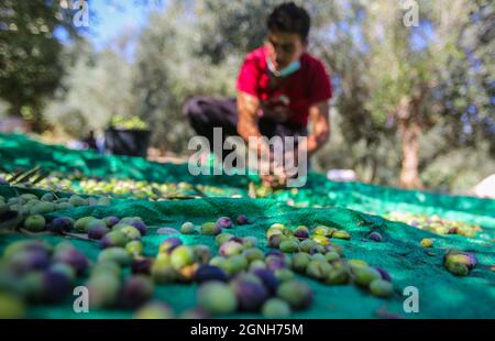 Gaza, Palestine. 25 septembre 2021. Un palestinien récolte des olives sous un olivier après avoir récolté dans la ville d'Al-Zawaideh, dans le centre de la bande de Gaza. Les agriculteurs palestiniens ont commencé à récolter des olives au début de la saison pour produire de l'huile d'olive et à exporter vers Israël et d'autres pays des meilleurs genres dans le monde. Crédit : SOPA Images Limited/Alamy Live News Banque D'Images
