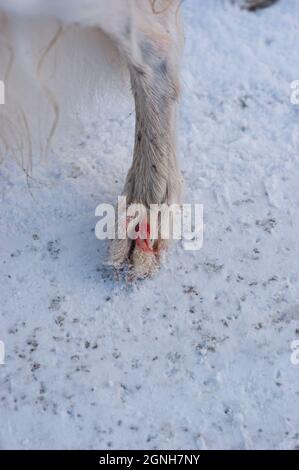 Paw d'un chien blanc rouge du sang après avoir été coupé sur de la glace vive Banque D'Images