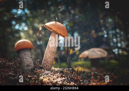 Les champignons boletus de la calotte orange poussent. Champignon champignon croissant dans le bois sauvage Banque D'Images