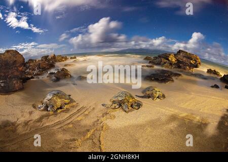 Ces trois tortues marines vertes, Chelonia mydas, une espèce en voie de disparition, se sont retirées sur une petite plage à 10 heures la nuit. Cette exposition longue montre étoile Banque D'Images