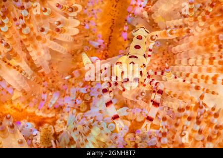 Cette crevette coleman, Periclilènes colemani, est femelle et la renflement sur son côté est un parasite interne. Cette espèce dégage une section du feu ur Banque D'Images