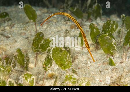 Le yellowbanded Doryhamphus pessuliferus, syngnathes, a été également connu comme jaune, le phoque annelé, Dunckerocampus pessuliferus syngnathes, nombreux syngnathes à bandes Banque D'Images