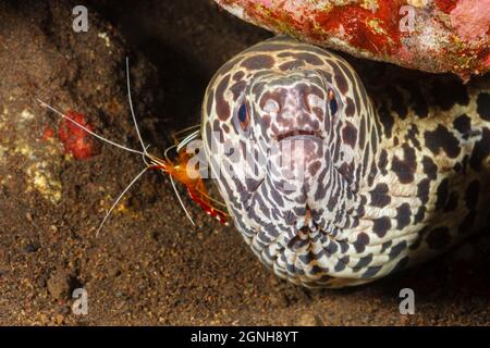 Cette anguille de moray en nid d'abeille, Gymnothorax favageneus, a une crevette plus propre, Lysmata amboinensis, l'inspectant, Indonésie. Banque D'Images