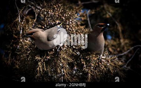 Des ailes de cèdre lors d'une journée d'hiver enneigée en mangeant des baies dans un arbre Banque D'Images