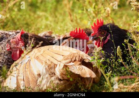 Trois poules de différentes couleurs se trouvent et reposent sur l'herbe verte Banque D'Images