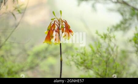 gros plan des cloches de noël fleurs dans les montagnes bleues Banque D'Images