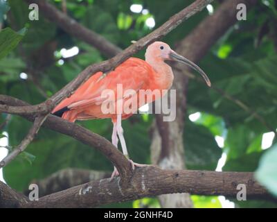 ÉCARLATE IBIS Banque D'Images