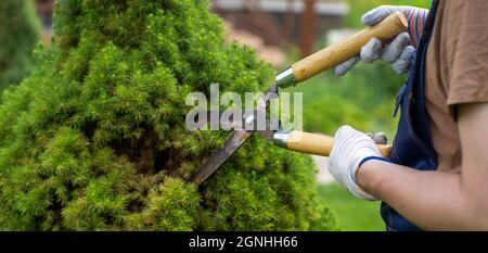 Un jardinier professionnel coupe un arbre de thuja pour une meilleure forme Banque D'Images