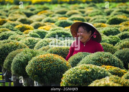 CUC MAM Xoi ou champ de fleurs de Chrysanthemum, ville de sa Déc. C'est une très belle fleur et à l'occasion du nouvel an lunaire Banque D'Images