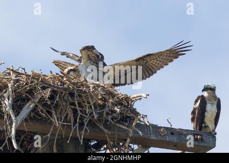 La famille Osprey à Hastings point avec les deux poussins prêts à s'envoler - les parents les encourageait à voler Banque D'Images