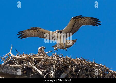 La famille Osprey à Hastings point avec les deux poussins prêts à s'envoler - les parents les encourageait à voler Banque D'Images