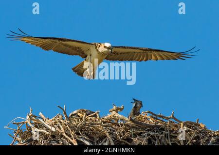 La famille Osprey à Hastings point avec les deux poussins prêts à s'envoler - les parents les encourageait à voler Banque D'Images