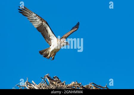 La famille Osprey à Hastings point avec les deux poussins prêts à s'envoler - les parents les encourageait à voler Banque D'Images