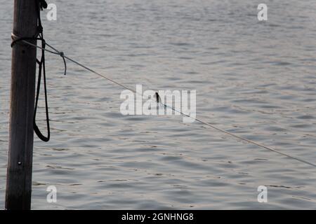 La vue d'une hirondelle assise sur une corde avec de l'eau en arrière-plan. Banque D'Images