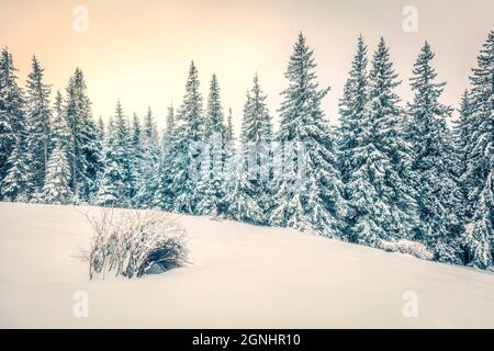 Une merveilleuse scène matinale dans la forêt de montagne. Paysage d'hiver brumeux dans le bois neigeux, concept de célébration du nouvel an heureux. Style rétro filtré. Banque D'Images