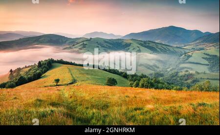 Magnifique lever de soleil d'été dans les montagnes Carpates. Misty Morning scène de la vallée de montagne verte, Transcarpathian, lieu du village de Rika, Ukraine, UE Banque D'Images