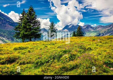 Fantastique vue d'été sur la vallée de la montagne depuis le lac Oeschinen. Magnifique scène matinale des Alpes suisses, village de Kandersteg, Suisse, Euro Banque D'Images