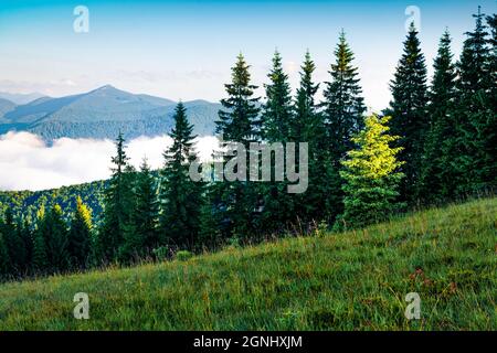 Premier pré vert et lumineux dans les montagnes. Morning brumeux dans les Carpates. Belle scène ensoleillée de vallée de montagne en juin, Ukraine, E Banque D'Images