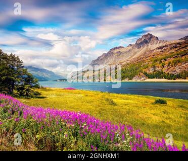 Magnifique vue d'été sur le lac de Silsersee dans les Alpes suisses avec champ de fleurs d'herbe de plumes. Magnifique scène matinale du village de Maloja, Suissel Banque D'Images