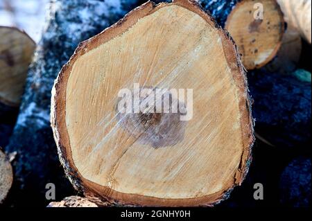 coupe transversale d'un bouleau scié Banque D'Images
