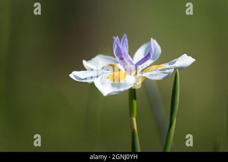 Fleurs de nénuphars blanches et violettes sur fond de nature rêveuse au printemps Banque D'Images