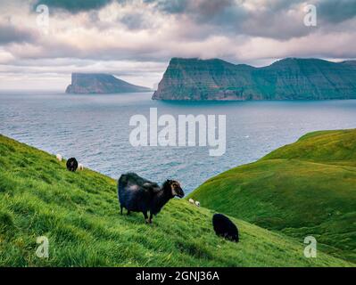 Troupeau de moutons dans un pâturage sur l'île de Kalsoy, dans le phare de Kallur. Vue d'été sombre des îles Féroé, Danemark, Europe. Un paysage marin fantastique Banque D'Images