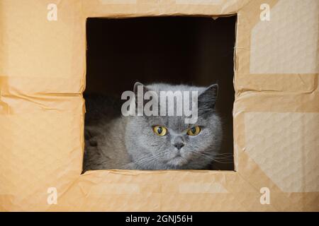 Chat britannique confus dans une boîte en carton. Chat gris regardant par la fenêtre. Concept des sans-abri et des animaux domestiques isolés. Banque D'Images