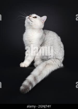 Adorable chaton de chat Shorthair gris argenté, assis latéralement sur le bord avec la queue pendante vers le bas. Regarder loin de l'appareil photo. Isolé sur un bac noir Banque D'Images