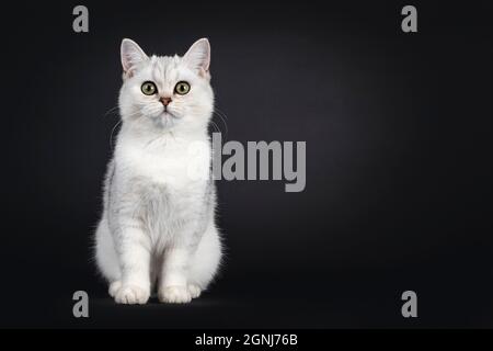 Mignon gris argenté Britannique Shorthair chat chaton, assis face à l'avant. En regardant vers l'appareil photo. Isolé sur un fond noir. Banque D'Images