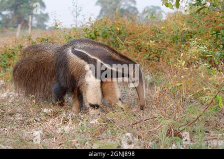 Anteater géant, Pouso Alegre, MT, Brésil, septembre 2017 Banque D'Images