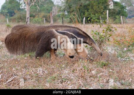 Anteater géant, Pouso Alegre, MT, Brésil, septembre 2017 Banque D'Images