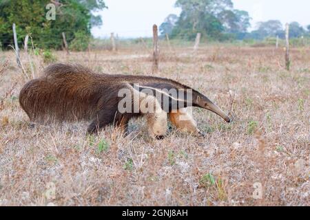 Anteater géant, Pouso Alegre, MT, Brésil, septembre 2017 Banque D'Images