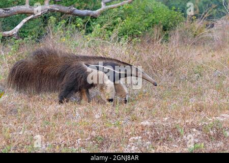 Anteater géant, Pouso Alegre, MT, Brésil, septembre 2017 Banque D'Images