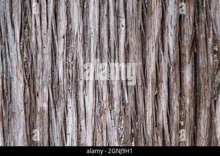 Écorce de l'arbre gros plan avec des points faits par des insectes.Arbre endommagé par le coléoptère de l'écorce.Arrière-plan et fond d'écran avec lignes verticales.Bois naturel Banque D'Images