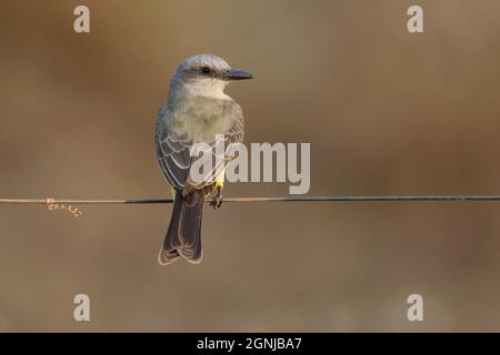 Kingbird à gorge blanche, Transpantaneira, MT, Brésil, octobre 2017 Banque D'Images