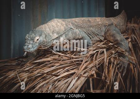 un portrait fantastique d'un dragon de komodo Banque D'Images