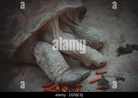 un portrait d'une jolie tortue terrestre Banque D'Images