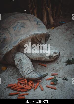 un portrait d'une jolie tortue terrestre Banque D'Images
