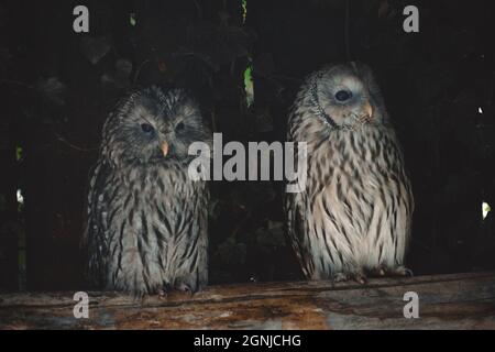 un portrait d'un chouette fantastique Banque D'Images